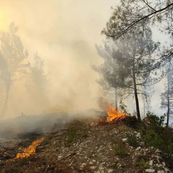 Balıkesir'de orman yangını
