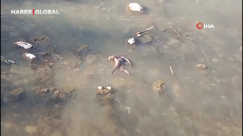 Diyarbakır'da Dicle Nehri'nde şaşırtan anlar 4 tane birden görüldü