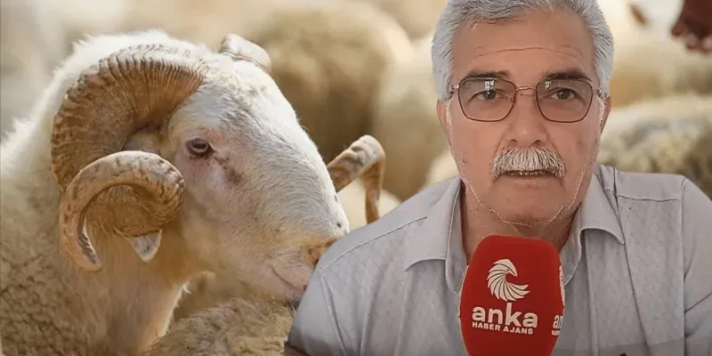 Emekli, Diyanet'e sordu: Mesela 4 kişi bir koyuna girebilir miyiz?