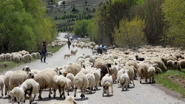 Yayla Göçü Sona Erdi! Göçerler Şehre Dönüyor