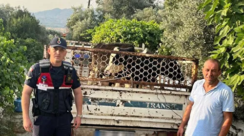 Hayvan hırsızı, jandarmadan kaçamadı