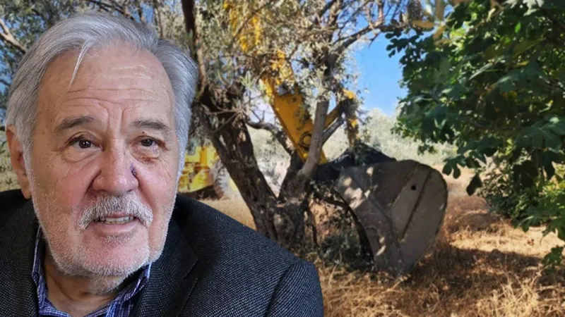 İlber Ortaylı: Zeytin ihmal edilirse bedeli ağır olur
