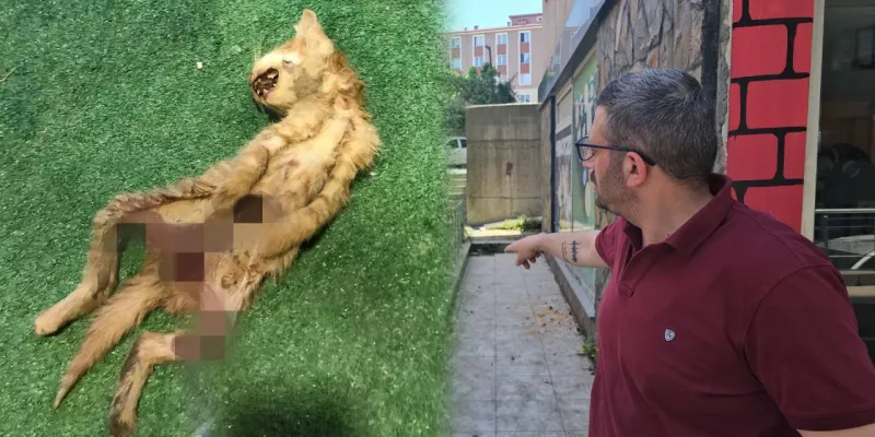 Kedilere akılalmaz vahşet: Aklımız almıyor!