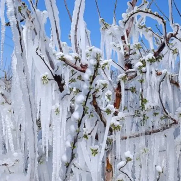 Elma Üreticileri Don Tehlikesine Karşı "Spring" Yöntemiyle Savaşıyor!
