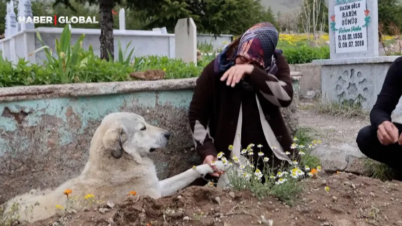 Sahibini Kaybetti, Mezarından Ayrılmıyor! Garip'in Vefası Duygulandırdı