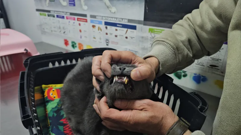 Altın Dişli Kedi: Zonguldak'ta Lüks Mırıldanmalar!