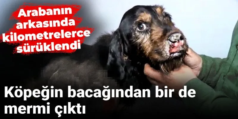 Şoke Eden İşkence! Köpeği Kilometrelerce Sürükleyip Bir de Vurdular!