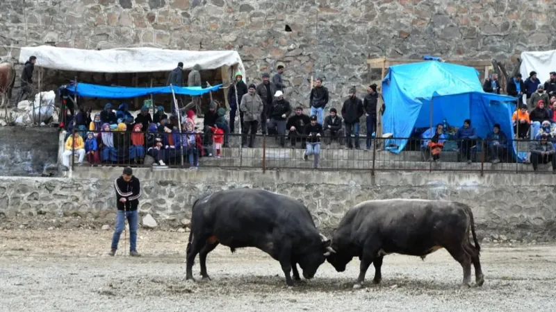 Yusufeli'nde Boğa Güreşi Coşkusu: 30. Festivalde Şampiyonlar Belli Oldu!