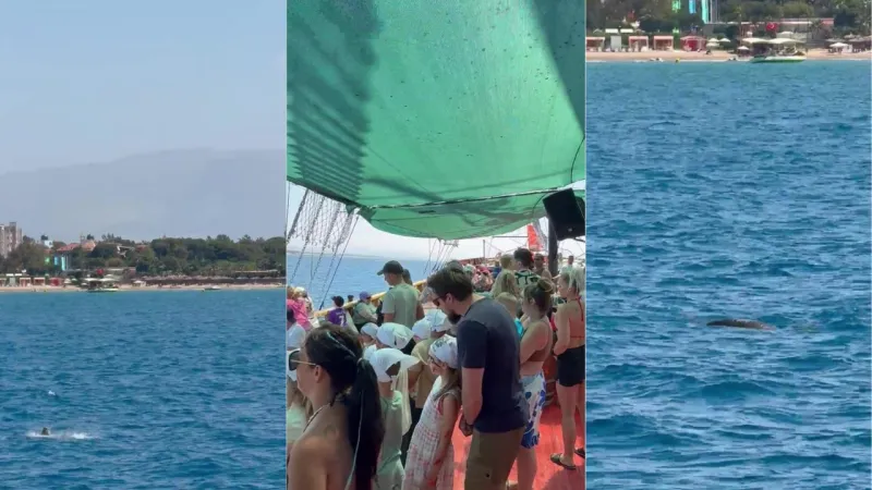 Side açıklarında Akdeniz foku görüntülendi, turistler hayretler içinde izledi