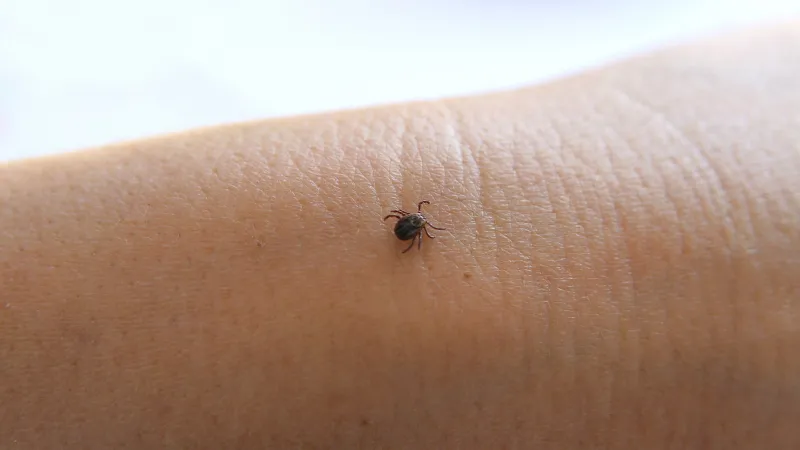 Toplu iğne başı kadar küçük olabilen kenelere dikkat: Vücudunuzu iyice kontrol edin