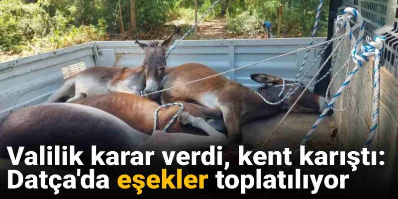 Datça'da Eşek Katliamı mı? Valilik Kararı Ortalığı Karıştırdı!