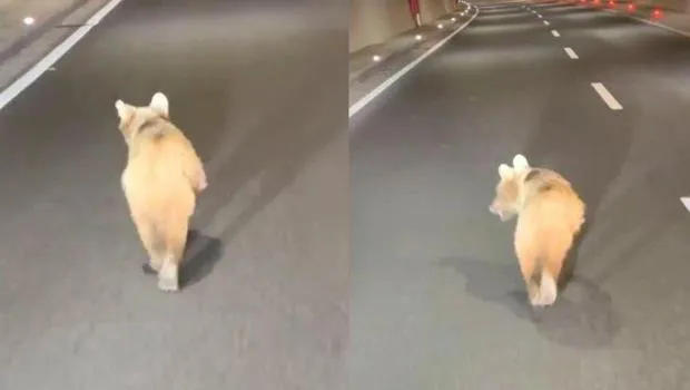 Zigana Tüneli'nde Ayı Sürprizi! Yavru Ayı Tünelde Görüntülendi